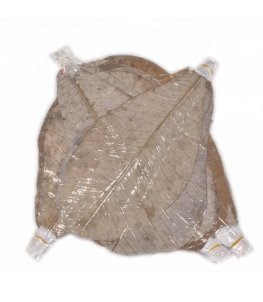 Kurutulmuş Kahverengi Hoba Yaprağı – 14 cm (20 Adet)